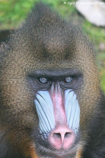 Mandrill